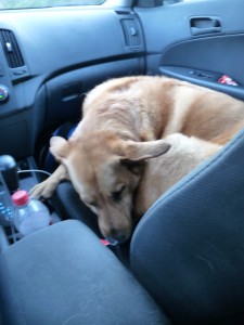 Sasha has given into being in the front seat.