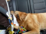 Sasha is cuddling up to the baby on the drive home. She must be exhausted!