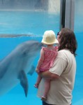 The dolphins at MarineLand